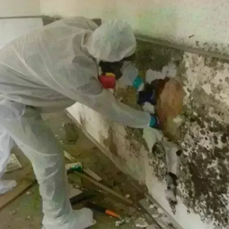 Mold Remediation and Removal in Spring Valley Lake, CA